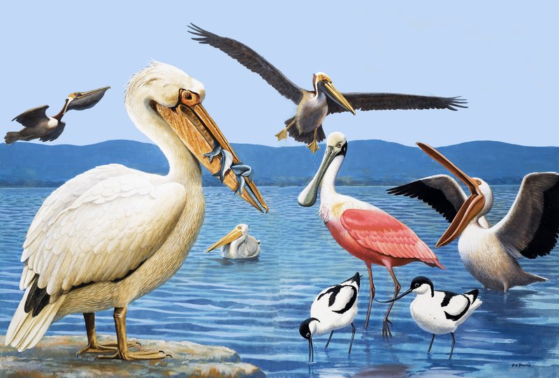 Vogels met vreemde snavels door R.B. Davis