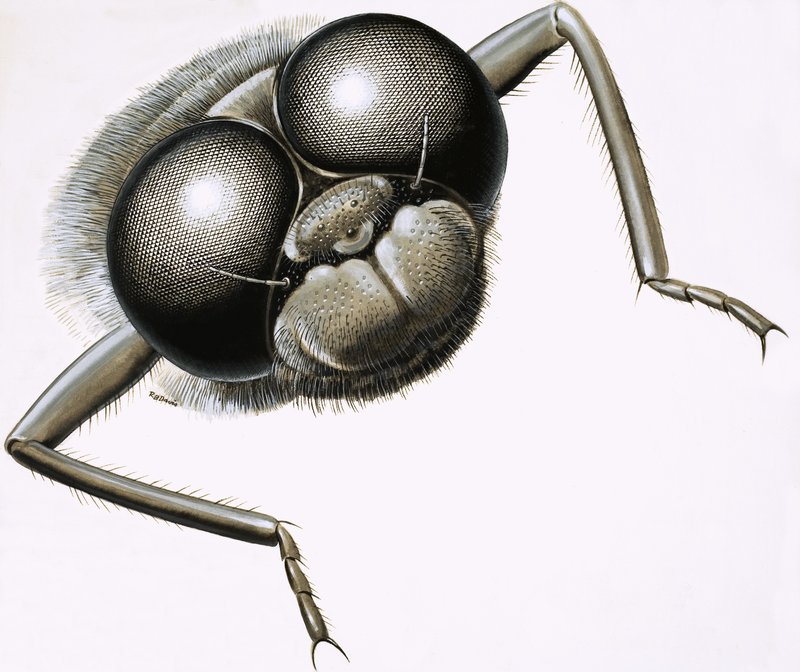 Close-up van een libel door R.B. Davis