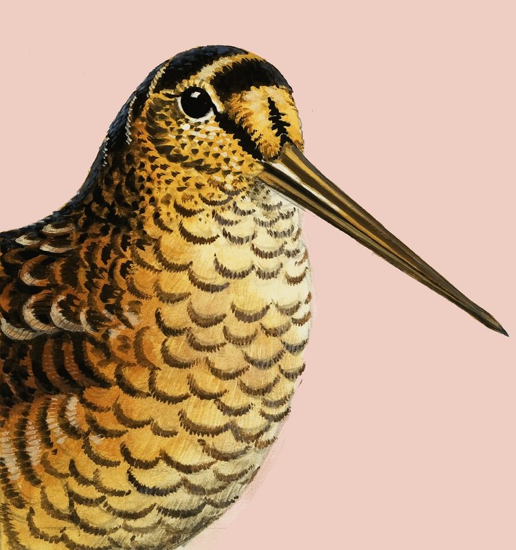 Kijken naar de natuur: De houtsnip door R.B. Davis