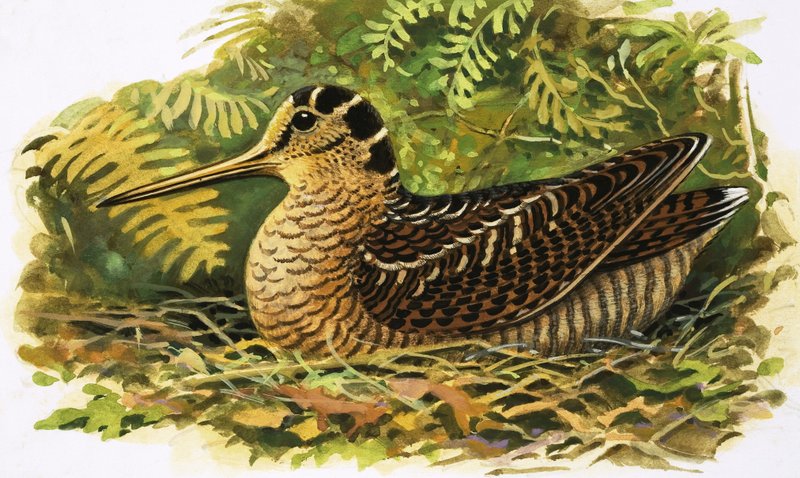 Kijken naar de natuur: De houtsnip door R.B. Davis