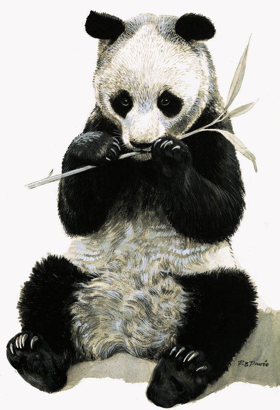 Panda door R.B. Davis