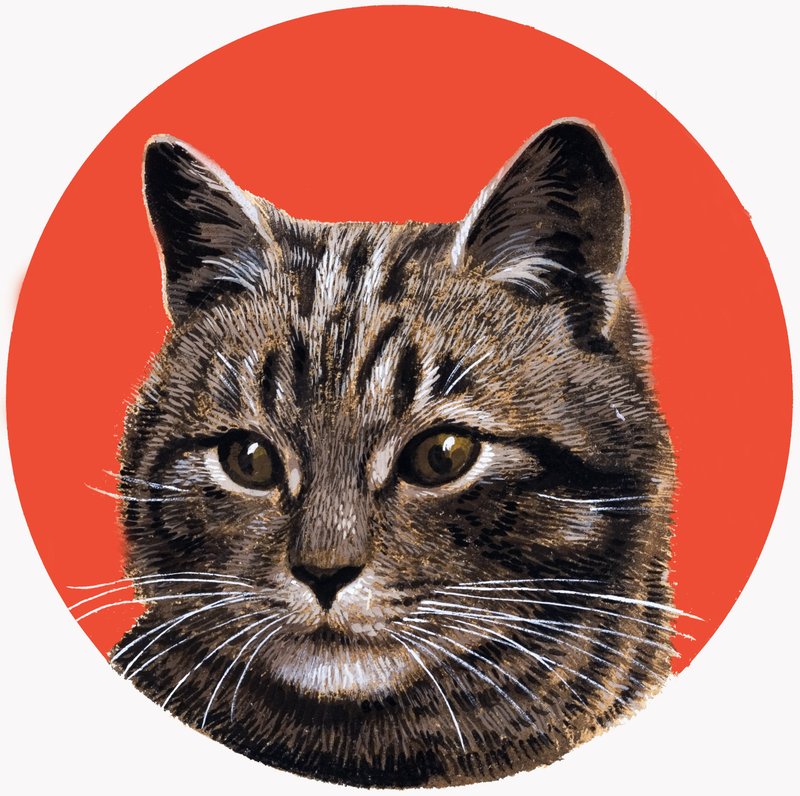 Tabby Kat, van 