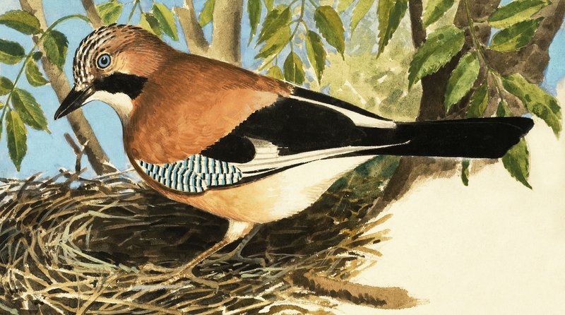 De Vlaamse Gaai door R.B. Davis