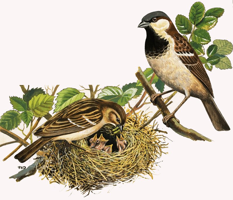Ongeïdentificeerde vogels voeden kuikens door R.B. Davis
