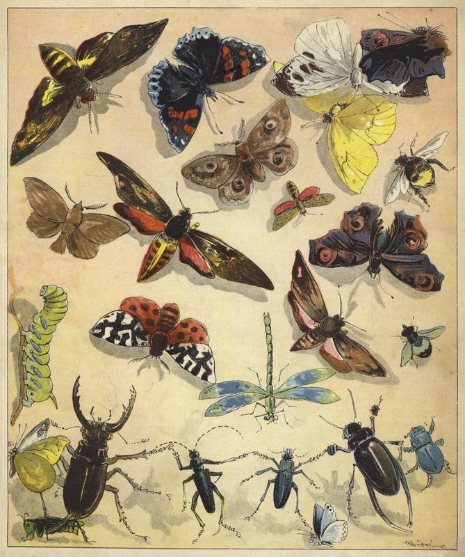 Insecten door Richard Andre
