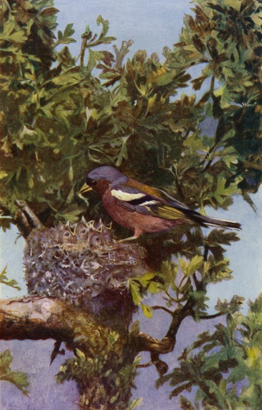 Vink bij nest door Richard and Cherry Kearton