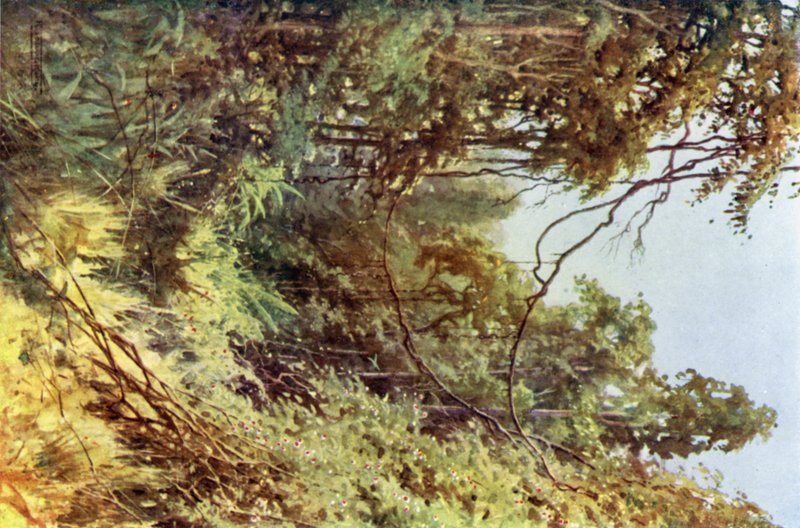 Een bosglade door Robert George Talbot Kelly