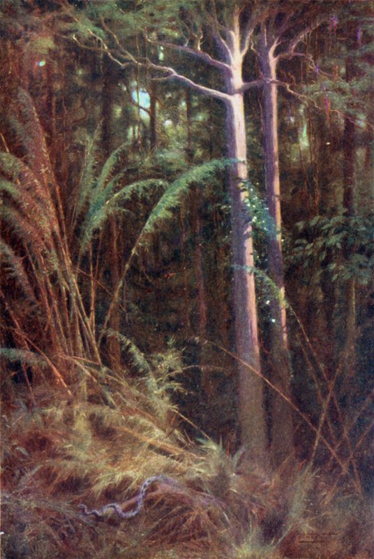 In de Diepten van het Bos door Robert George Talbot Kelly