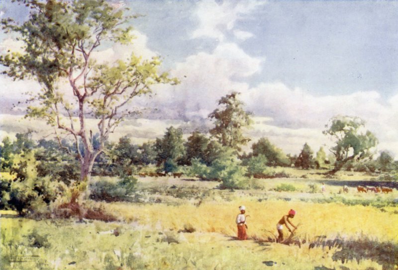 Struikgewas Jungle door Robert George Talbot Kelly