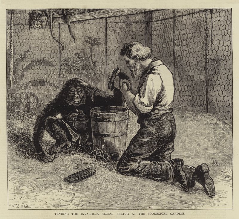 De Zieke Verzorgen, een Recente Schets in de Dierentuin door Samuel Edmund Waller