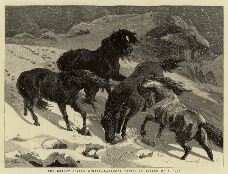 De recente strenge winter, Dartmoor-pony
