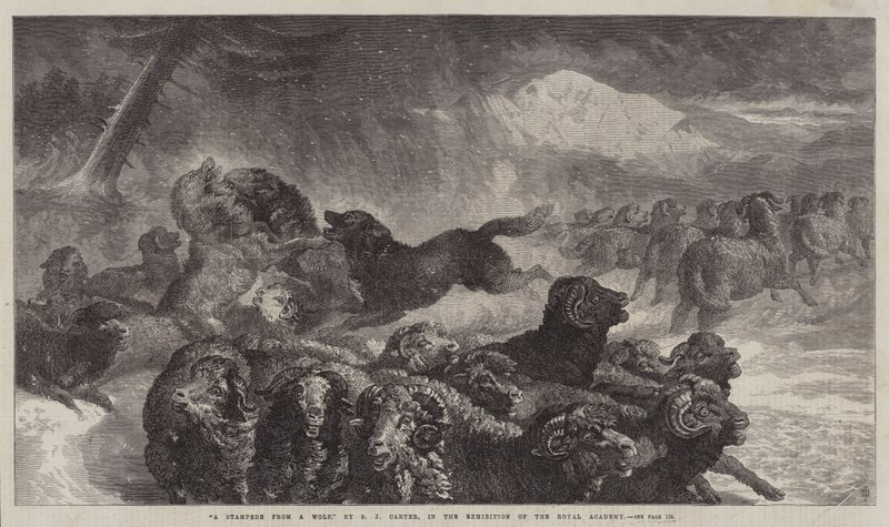 Een stormloop van een wolf door Samuel John Carter