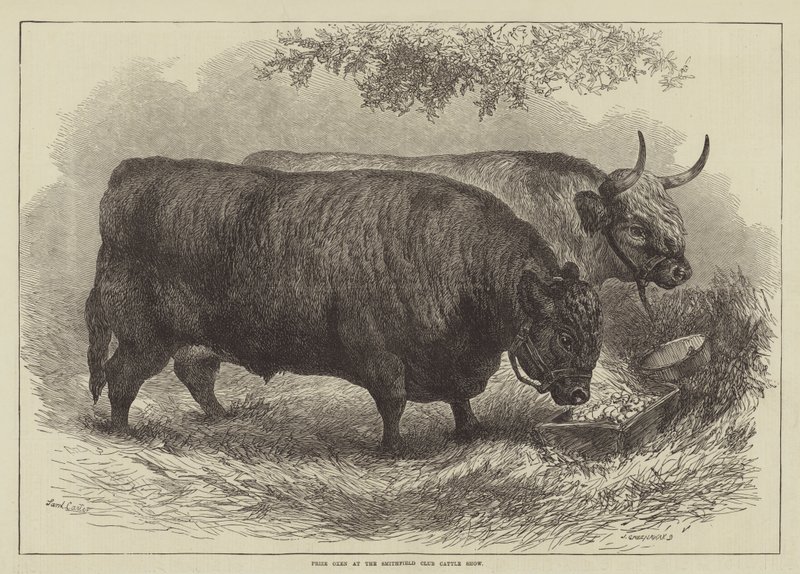Prijsossen op de Smithfield Club Cattle Show door Samuel John Carter