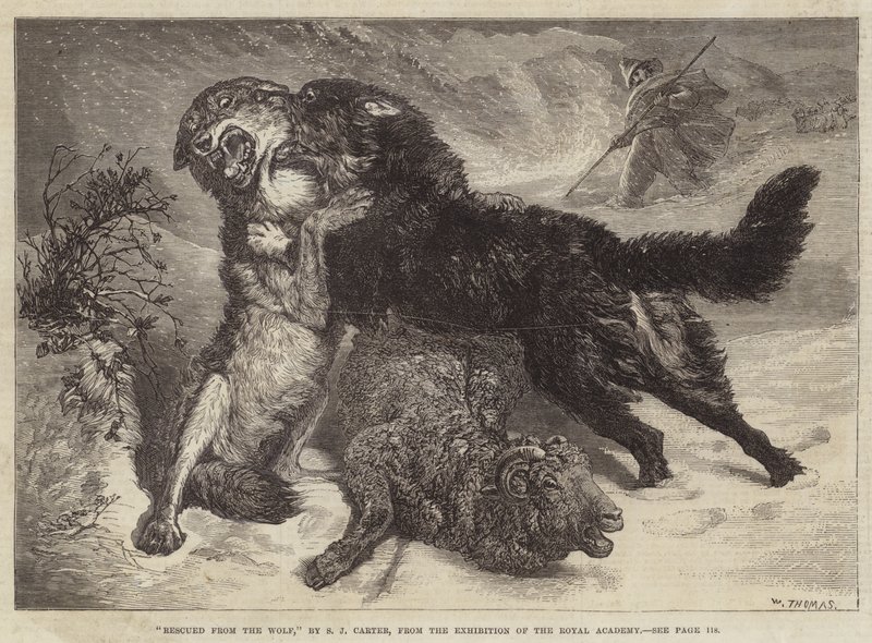 Gered van de wolf door Samuel John Carter