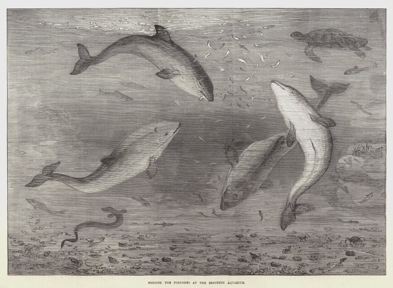 Het Voeren van de Bruinvissen in het Brighton Aquarium door Samuel Read