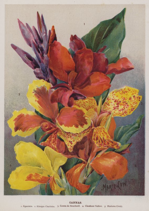 Cannas door Unbekannt Unbekannt