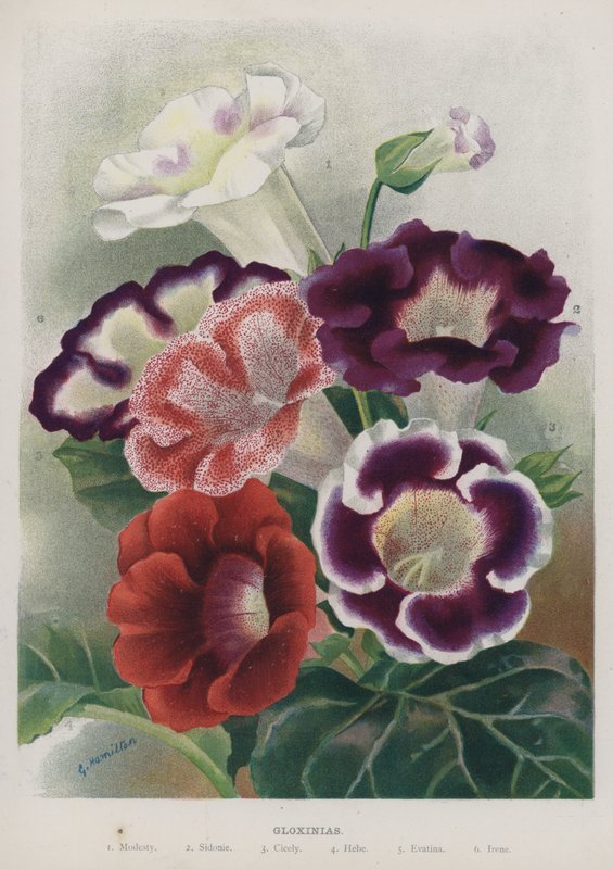 Gloxinia