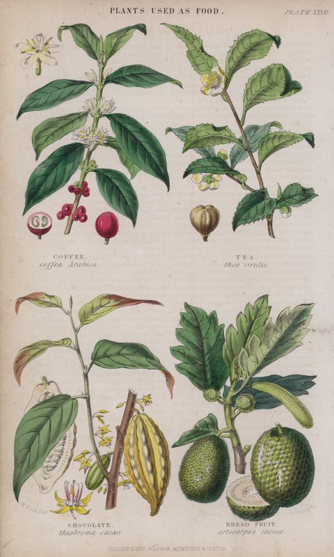 Koffie; Thee; Chocolade; Broodvrucht door W. Fitch