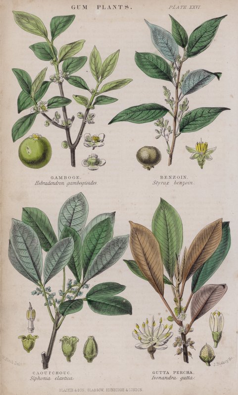 Gamboge; Benzoë; Caoutchouc; Gutta Percha door W. Fitch
