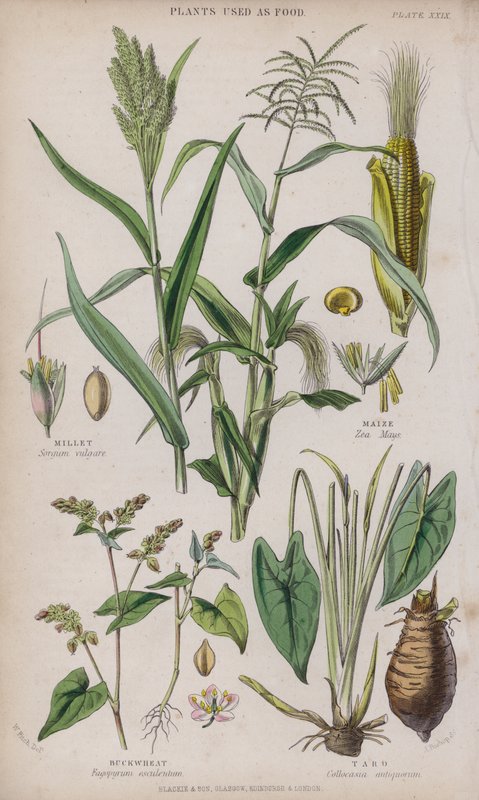 Gierst; Maïs; Boekweit; Taro door W. Fitch