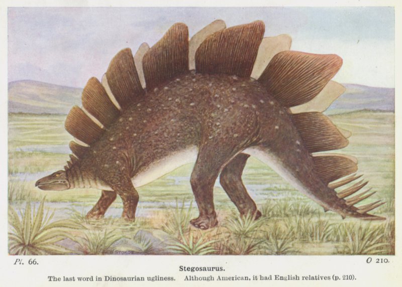 Stegosaurus door W. J. Stokoe