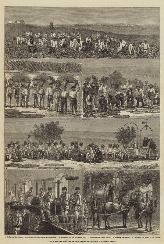 De sherry-oogst in de Cerro de Obregon-wijngaard, Jerez door Walter Paget