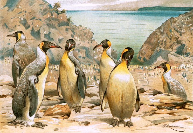 Reuzenpinguïns door Wilhelm Kuhnert
