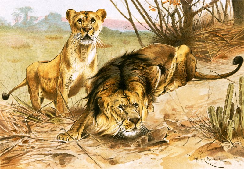 Leeuw en leeuwin door Wilhelm Kuhnert