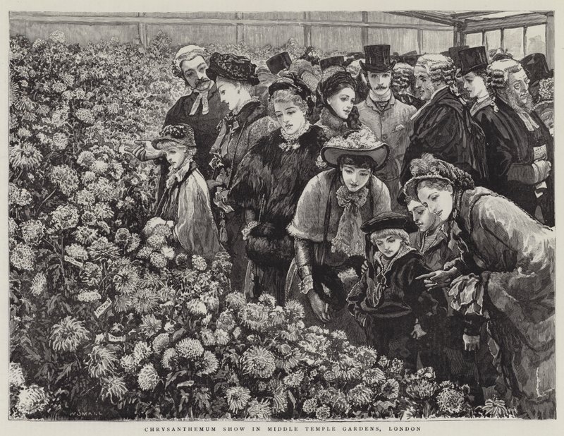 Chrysanten Show in Middle Temple Gardens, Londen door William Small