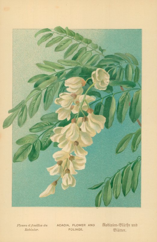 Acacia, bloem en loof door William Henry James Boot