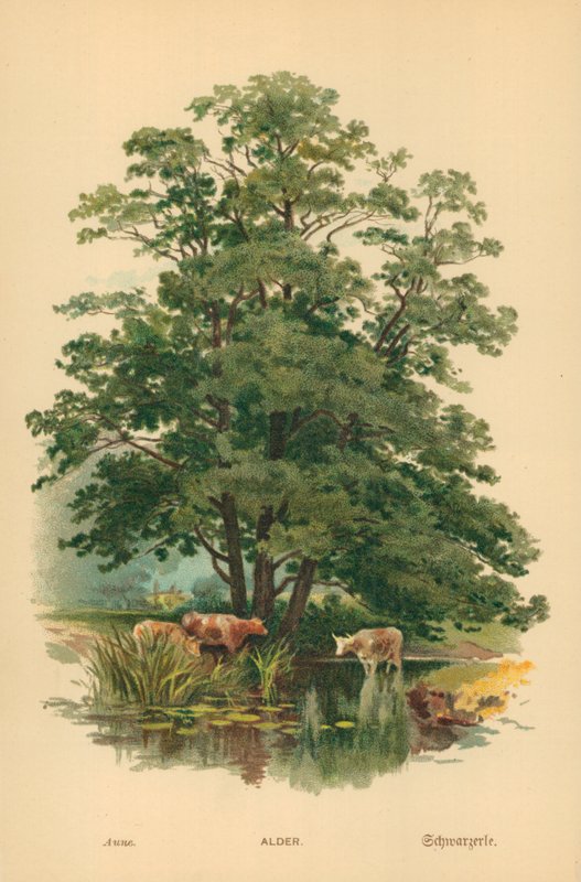 Els door William Henry James Boot