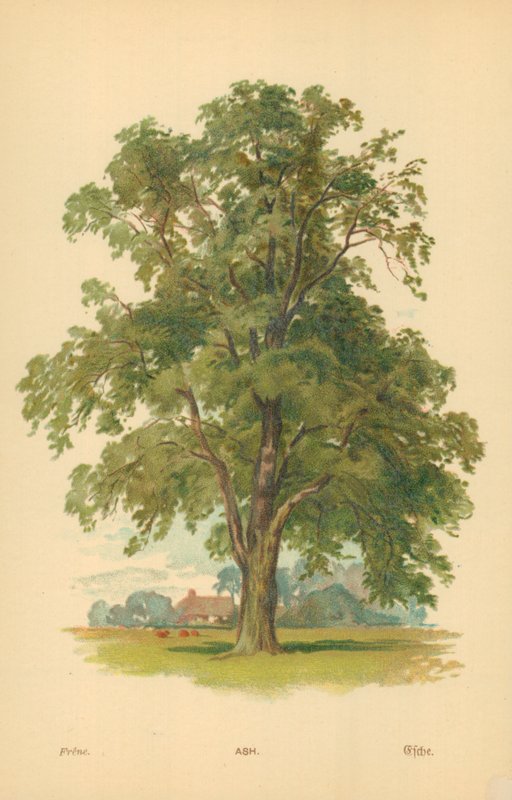 As door William Henry James Boot