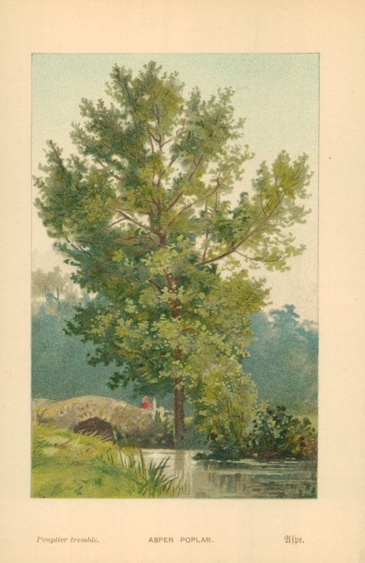 Espenpopulier door William Henry James Boot