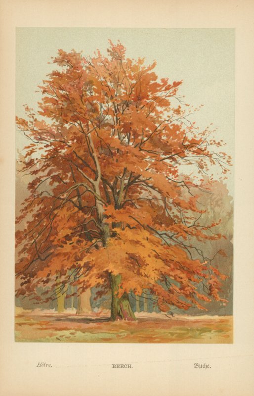 Beuk door William Henry James Boot