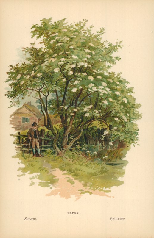 Ouderling door William Henry James Boot