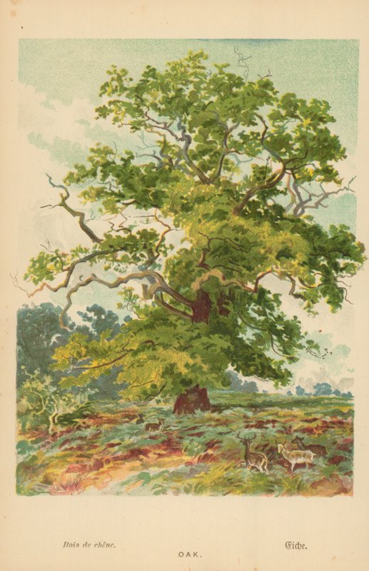 Eik door William Henry James Boot