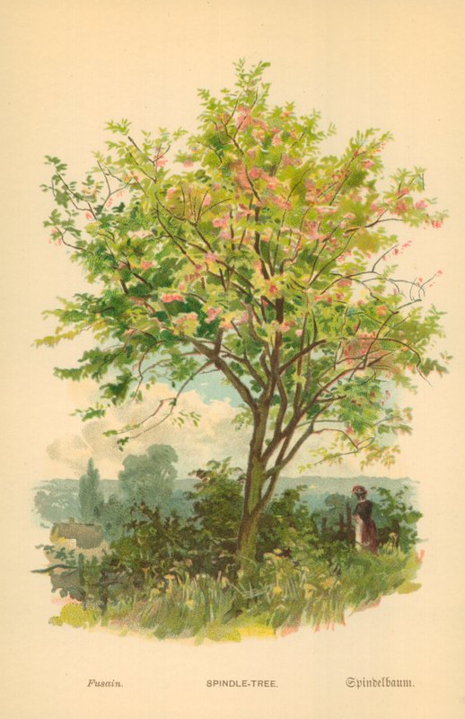 Kardinaalsmuts door William Henry James Boot