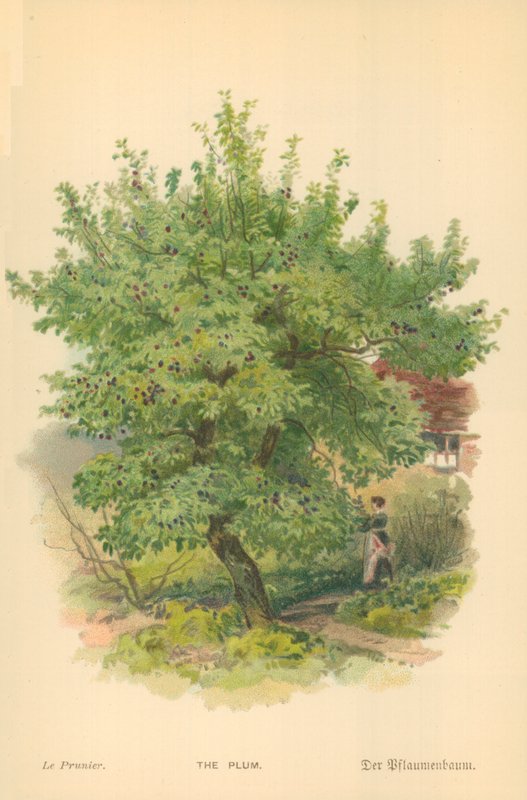 De Pruim door William Henry James Boot