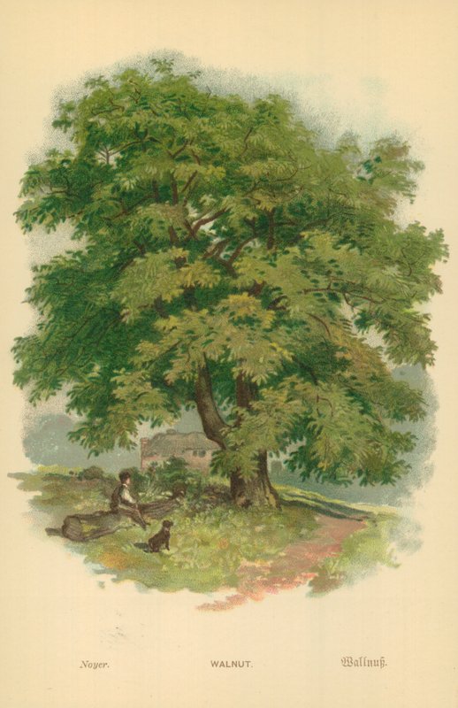 Walnoot door William Henry James Boot