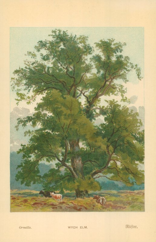 Wych Elm door William Henry James Boot