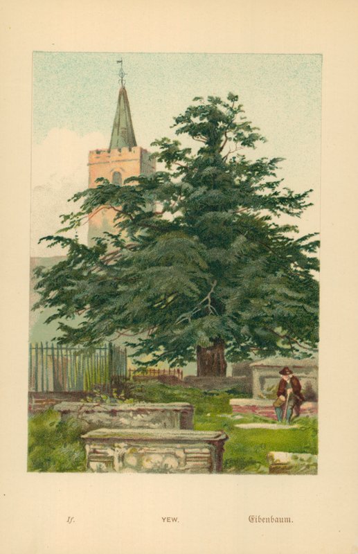 Taxus door William Henry James Boot