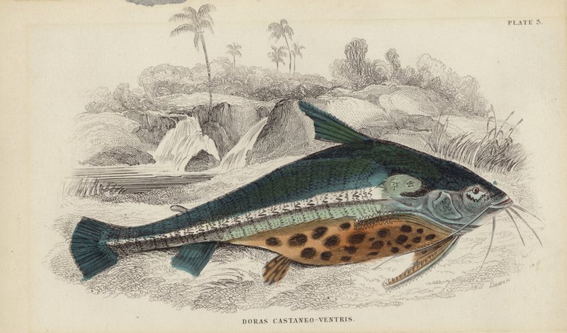 Doras Castaneo-Ventris door William Home Lizars