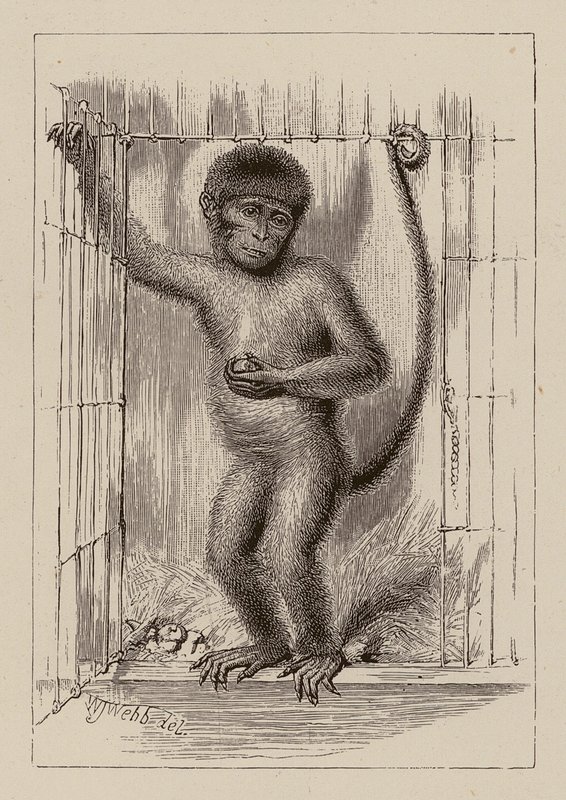 De neger-aap (gravure) door William James Webbe