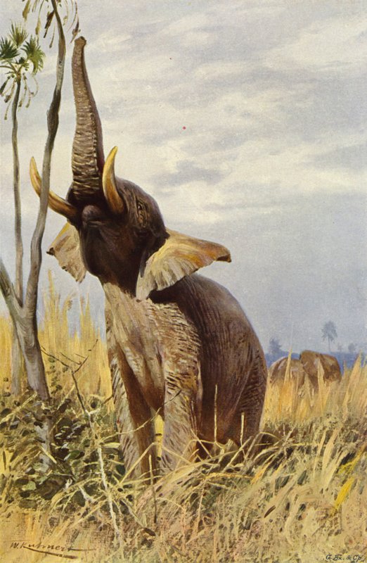Afrikaanse olifant door after Wilhelm Kuhnert