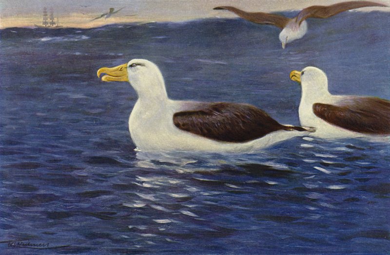Albatros door after Wilhelm Kuhnert