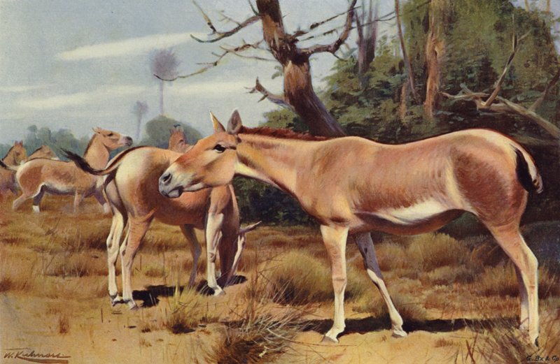 Aziatische Wilde Ezel door after Wilhelm Kuhnert