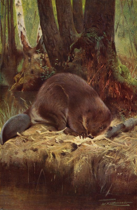 Bever door after Wilhelm Kuhnert