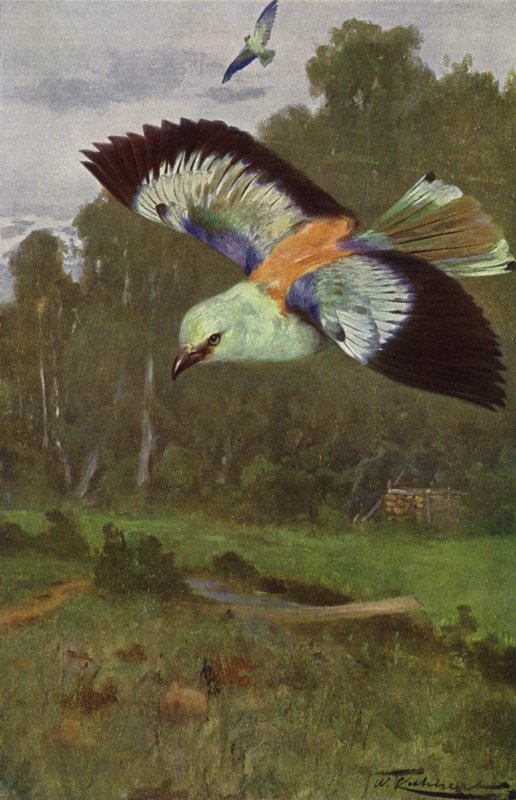 Scharrelaar door after Wilhelm Kuhnert