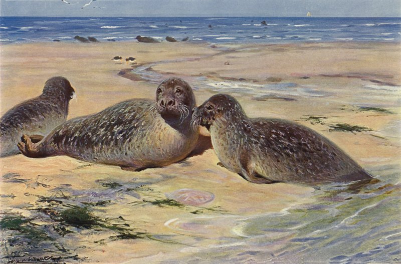 Gewone Zeehond door after Wilhelm Kuhnert
