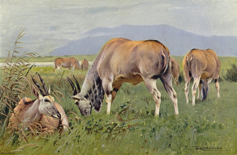 Eland door after Wilhelm Kuhnert